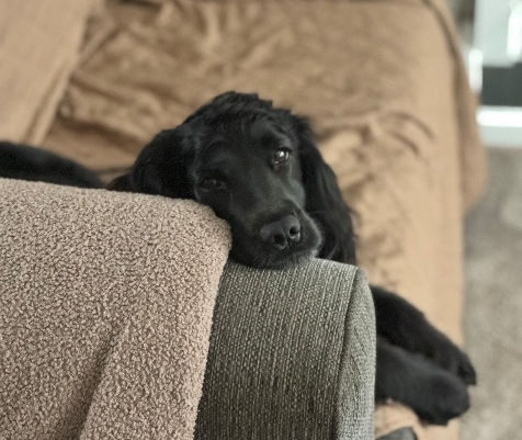 Image of Willow, a dog who was saved by emergency surgery at Chestergates Veterinary Specialists, Chester, after her liver slipped into her chest.