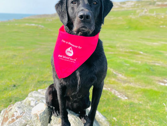 Tilly, a Labrador who have donated to Pet Blood Bank UK.