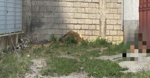 cane segnalato