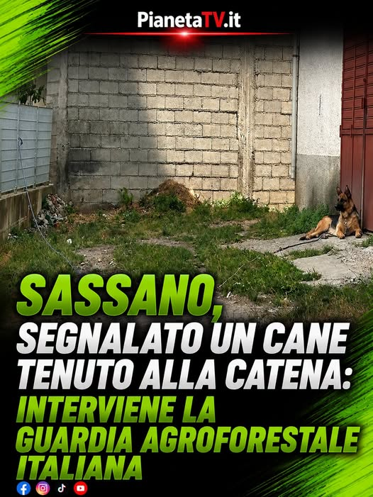 pastore tedesco