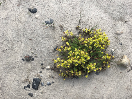 Arctic and Northern communities need local planning and environmental design for resilience