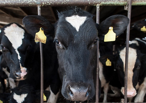 cows.webp