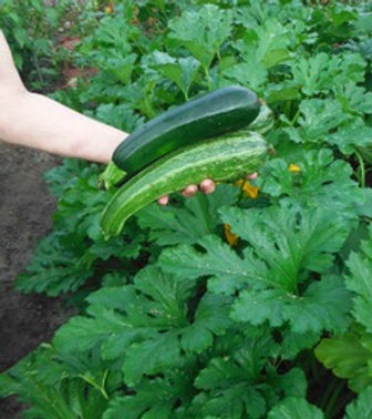 Keep picking from your garden.jpeg