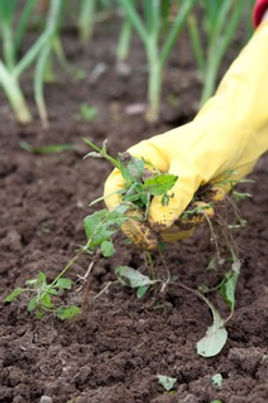 Keep up with your weeding in August.jpeg