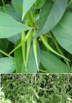 Swallowwort in early August.jpeg