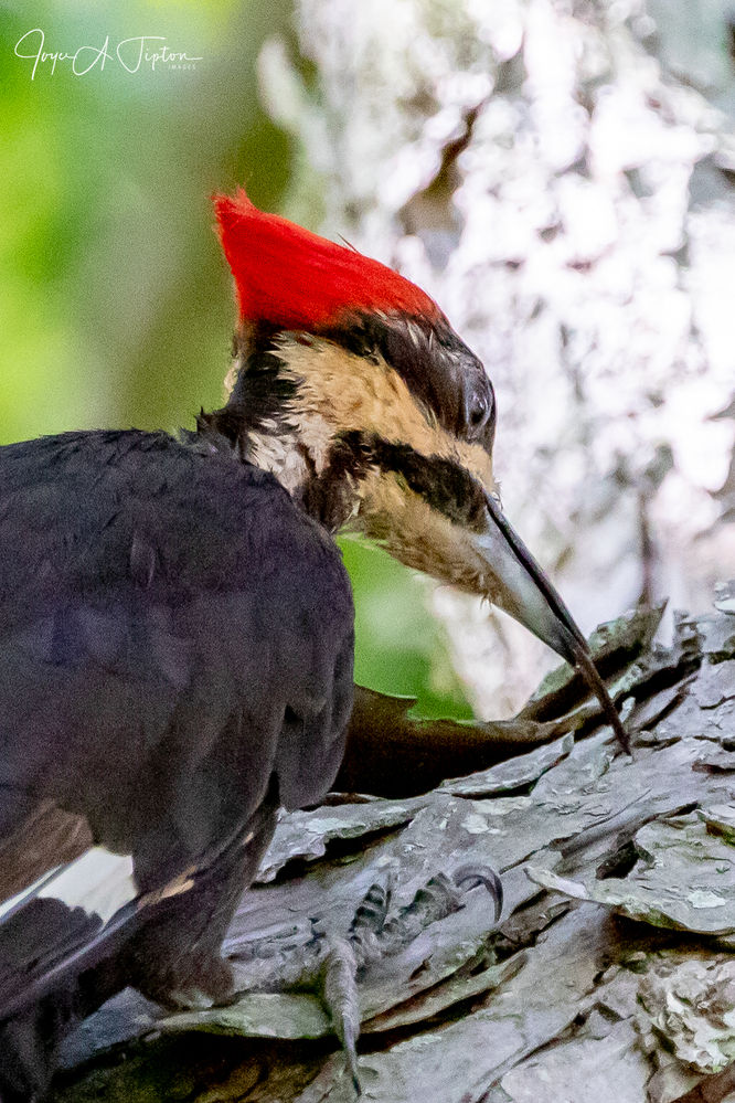 Woodpecker Tongues