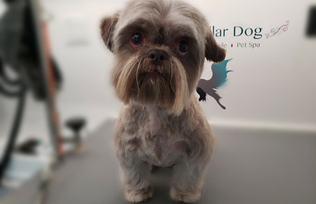 Full-Service Grooming