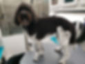 Full Service Mobile Grooming For Medium