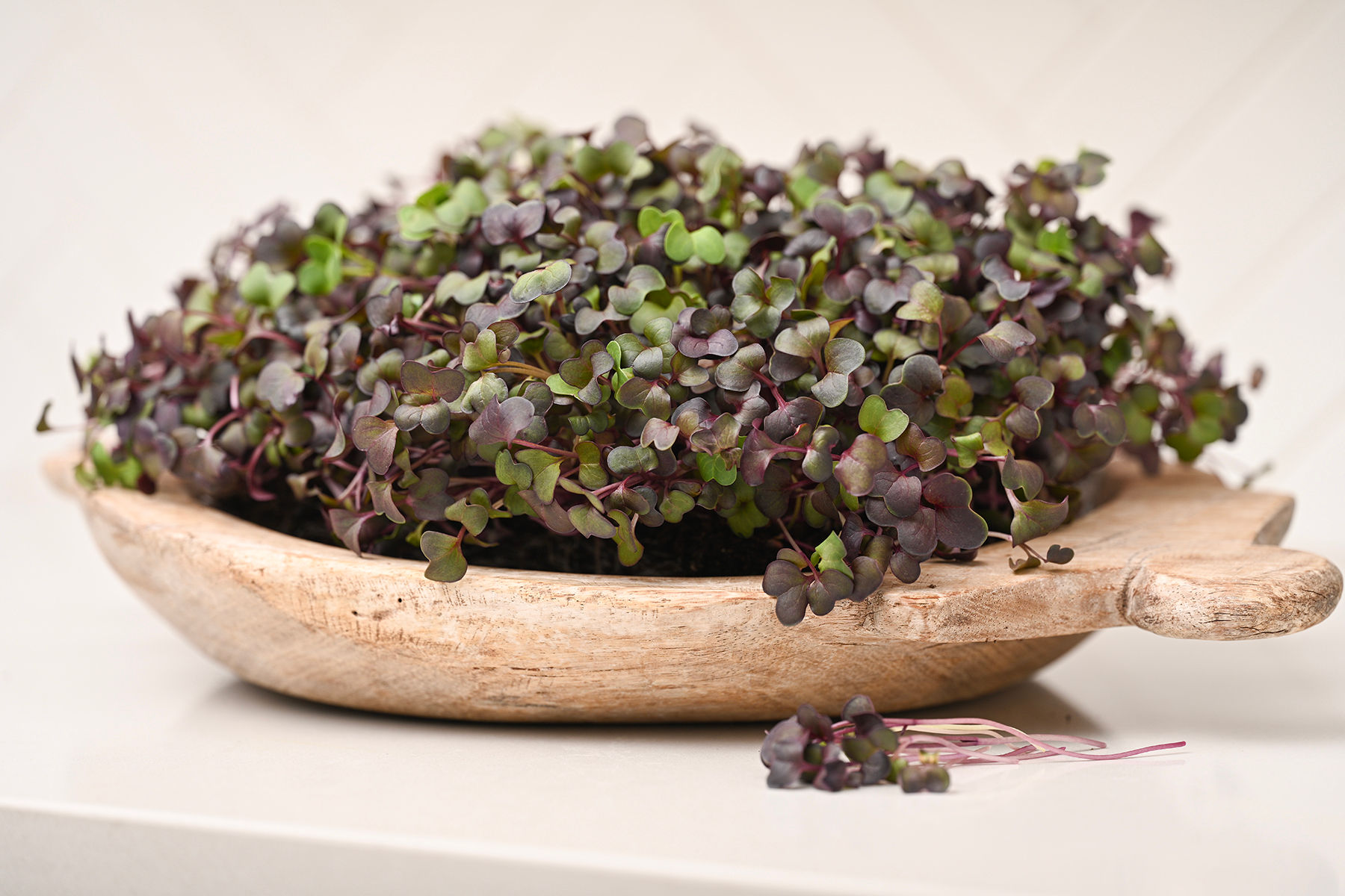 Radish Microgreens (Pre-Order)