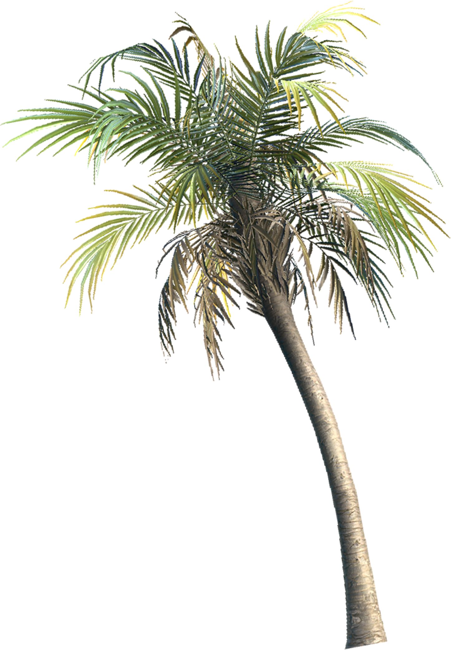 Palm tree
