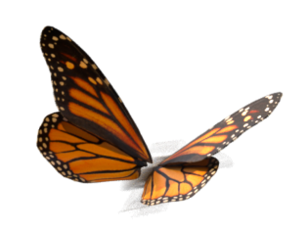 Monarch butterfyl