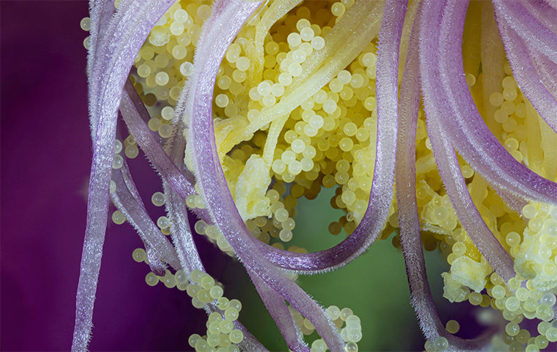 Look closer at what's affecting you. This is a magnified image of pollen. Visually stunning, slightly alien.
