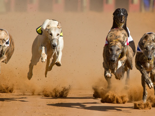 À la pointe de la protection des chiens et des chats. La WDA salue la législation historique néo-zélandaise interdisant les courses de lévriers.