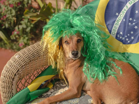 Brasil (Parte II): De las "Familias Multiespecie" a la Disuasión Penal — Construcción de un Escudo Jurídico Compuesto Frente al Consumo de Perros y Gatos