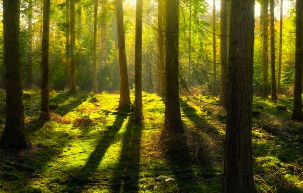 Projeto de Lei 105.9/2020