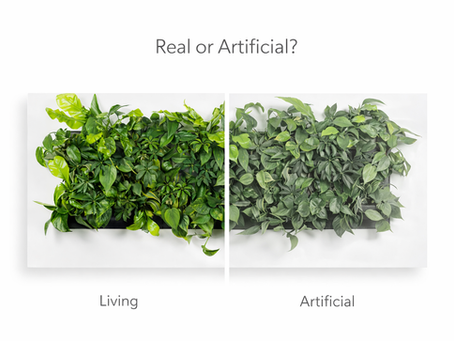 Comparison between a real living wall and an artificial green wall for modern interiors, displayed in white framed panels.
