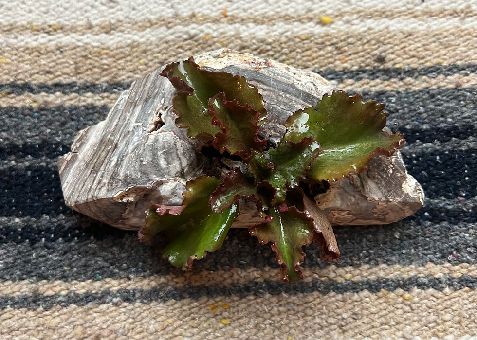 Thumbnail: Geode Succulent (Large)