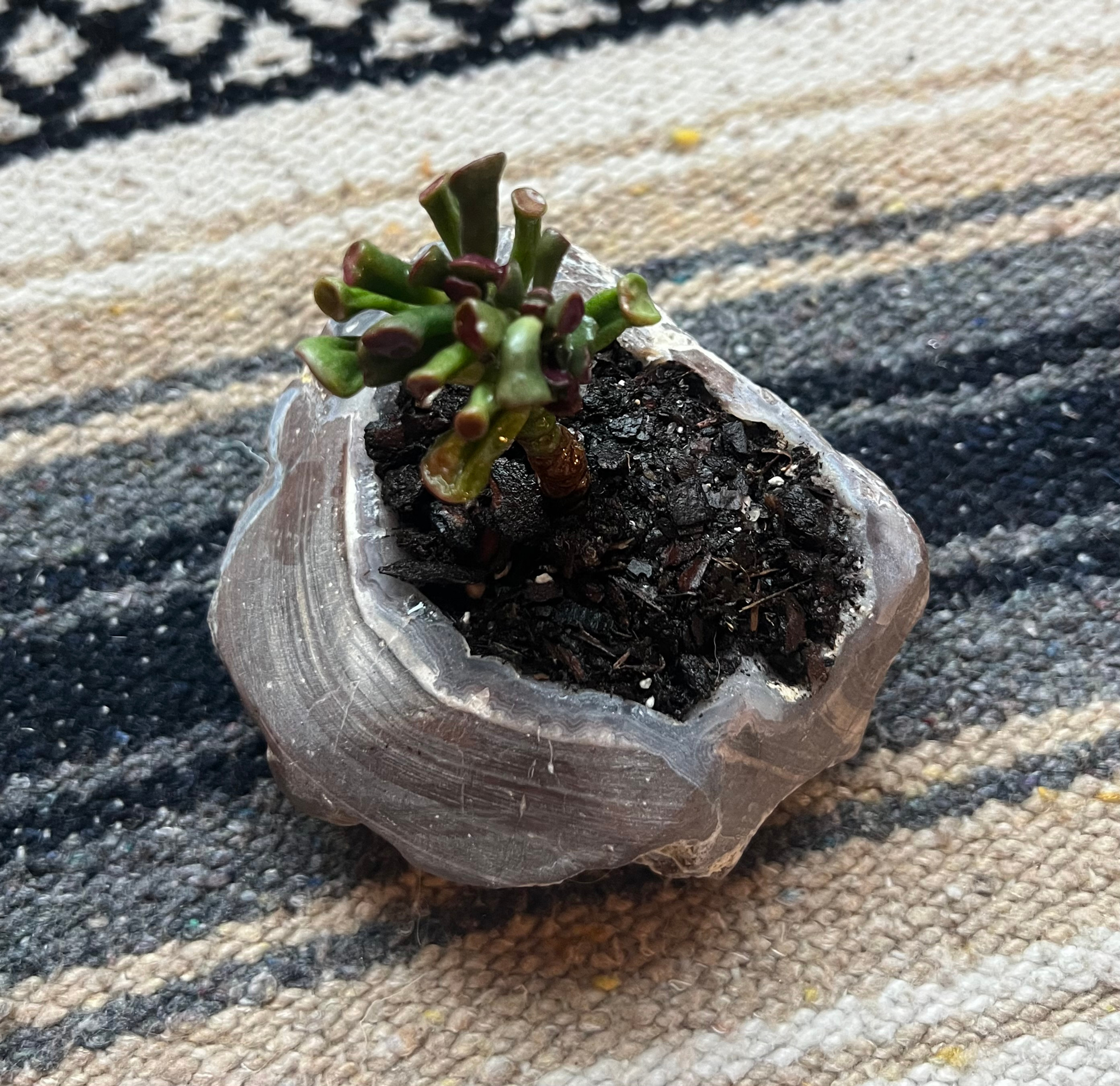 Geode Succulent (Large)