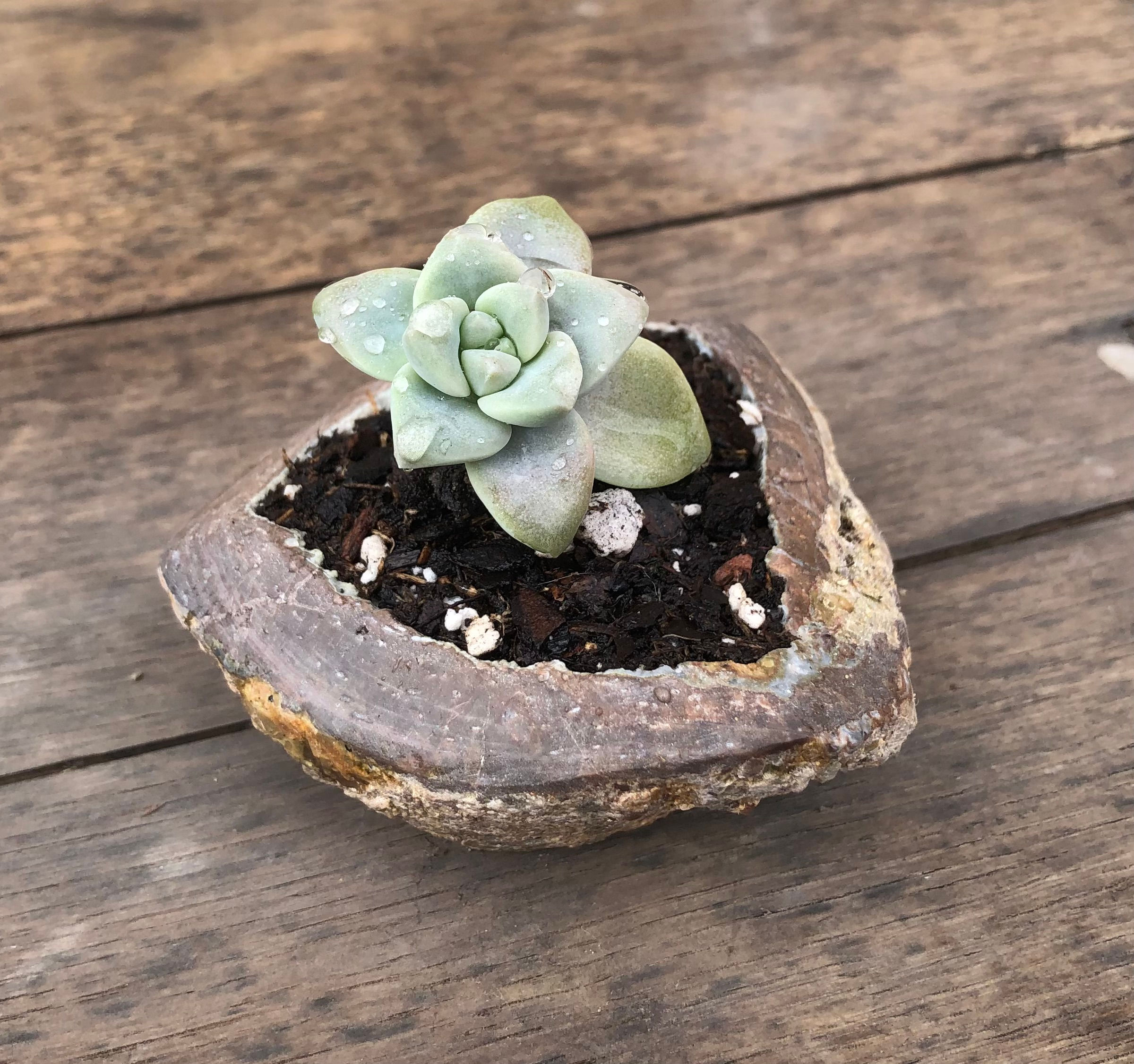Geode Succulent (Medium)