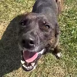 Profile image for Levi the Dog. Click to open the animal's page.