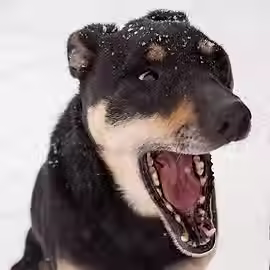 Profile image for Rhyka the Dog. Click to open the animal's page.