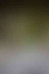 Wedding Decoration Burg Schwarzenstein Rheingau