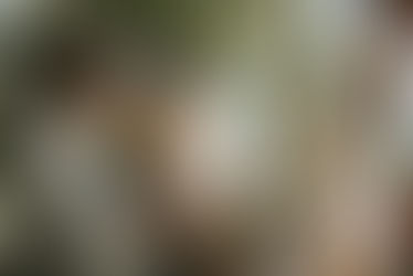 Ablauf einer freien Trauung