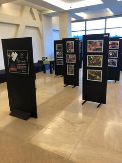 Exposição2