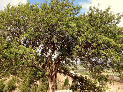 11055321_449807805185667_1926211527939262625_n