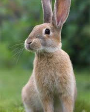 Chasing Rabbits