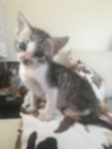 kedi sahiplendirme ilanları