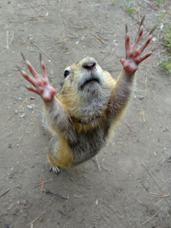 Хочу на ручки!