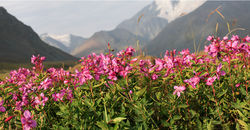 Алтайское настроение