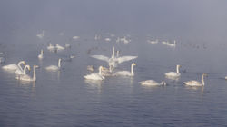 Лебеди на озере