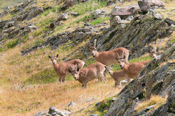 Неожиданная встреча