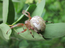 Паук в траве