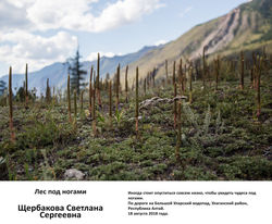 Ф_Щербакова Светлана Сергеевна_Лес под н