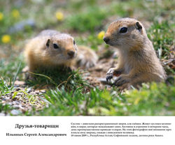 друзья-товарищи