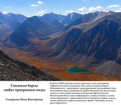 Сидоренко И.В. Снежные барсы...