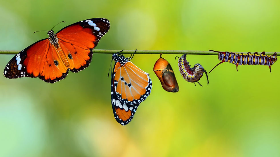 Metamorphosis of a monarch butterfly
