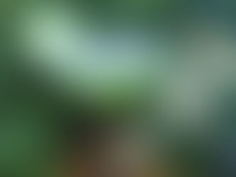 18 spots to hit up during St. Patrick's Day