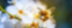 close-up-photo-of-a-honey-bee-gathering-nectar-and-2024-10-18-03-39-29-utc_edited.jpg