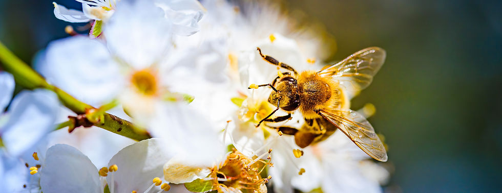 close-up-photo-of-a-honey-bee-gathering-nectar-and-2024-10-18-03-39-29-utc_edited.jpg