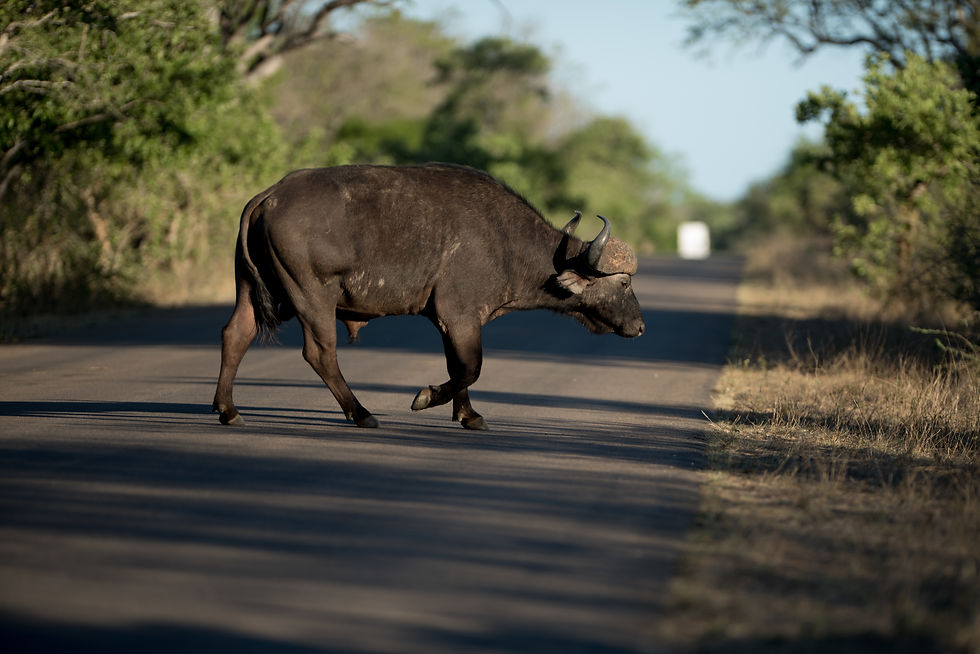 african-buffalo-crossing-road-with-blurred-background.jpg
