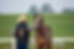 Mark Jones Horsemanship - Young Horse Breaking & Starting Victoria.jpg
