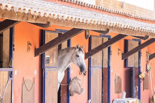 DEGP_Domaine_Equestre_Des_Grands_Pins_Vidauban_Ecurie_Proprietaires_Commerce.jpg