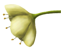 Casearia sylvestrys