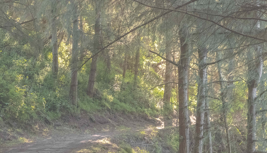 Cabin 1 Web Finals (6 of 13)_edited.png