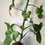 Thumbnail: Philodendron Splash Gordon 