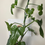 Thumbnail: Philodendron Splash Gordon 